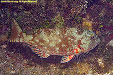 parrotfish